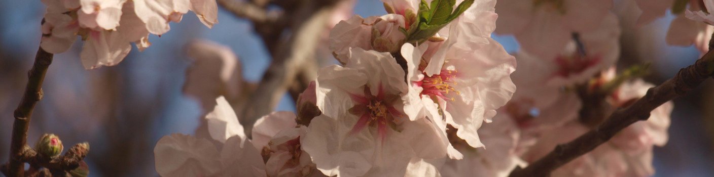 Almond tree, the bride of winter