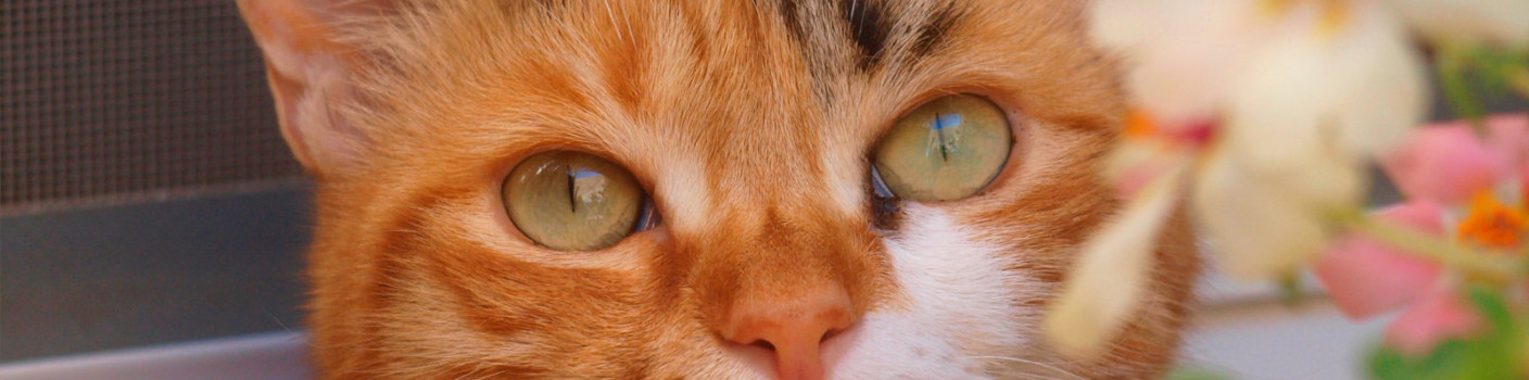 Humans and animals, a bond of love and responsibility