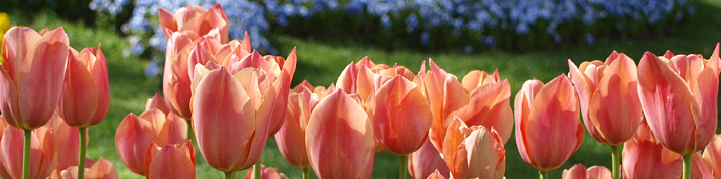 Visiting the Queen of cities