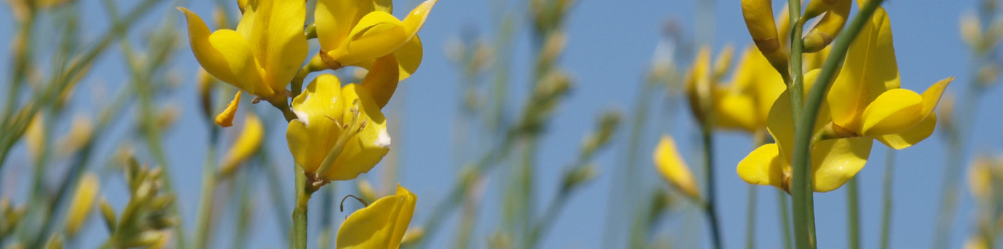 Wildflowers: the True Beauty of Spring