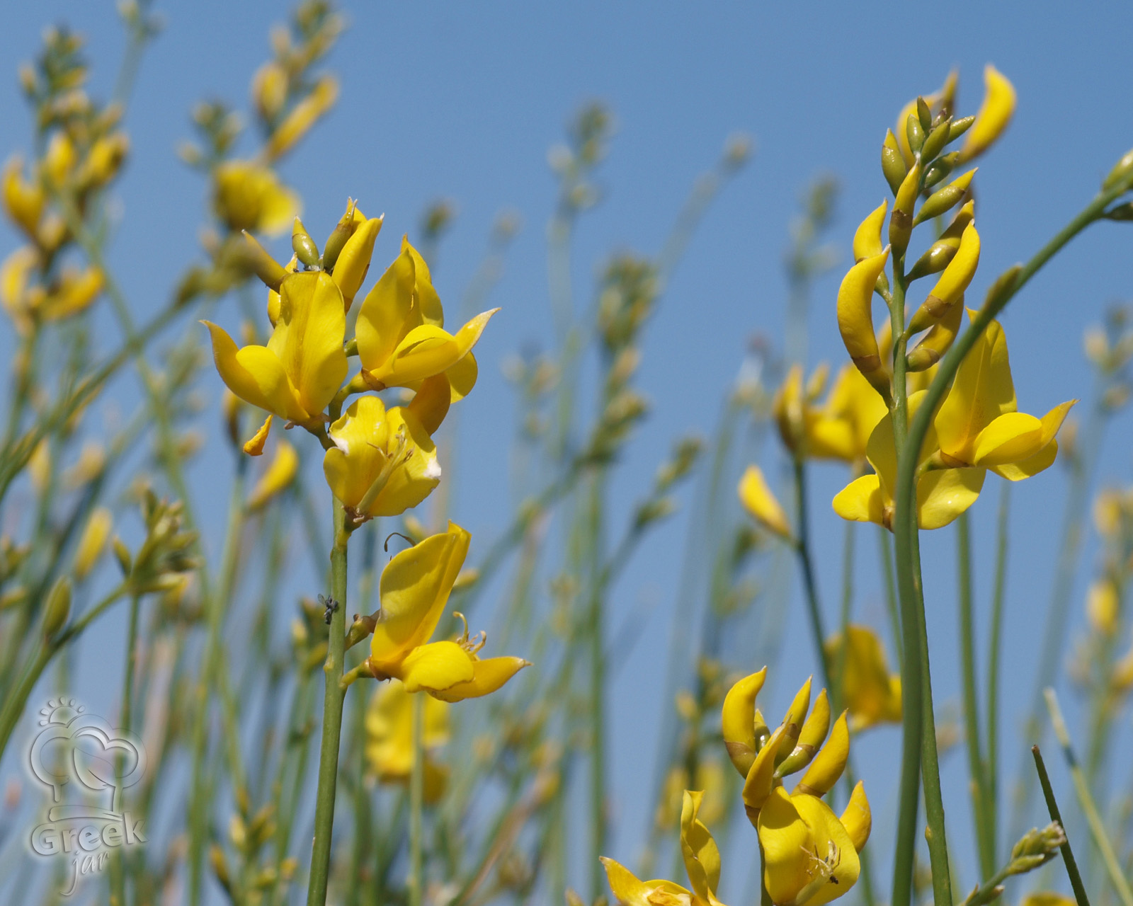 Wildflowers: the True Beauty of Spring